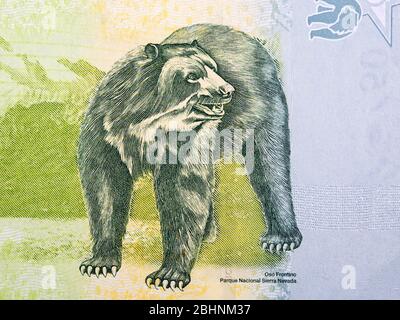 Brillenbär ein Porträt aus venezolanischen Geld Stockfoto