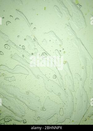 Eine mikroskopische Ansicht der Blattoberfläche mit Pflanzenzellen Stockfoto