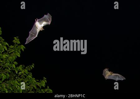 Ägyptische Fruchtbats (Roussettus aegyptiacus) im Flug bei Nacht. Fotografiert im Mittelmeerraum, Israel. Die ägyptische Rousette oder ägyptische Stockfoto