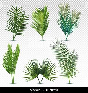 Große Kollektion tropischer exotischer Palmenblätter. Verschiedene tropische Palmenblätter auf transparentem Hintergrund. Sommerblatt. Symbolsatz. Vektorgrafik. Stock Vektor