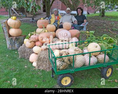 Kürbisernte auf über 1, Barum, Deutschland. Stockfoto