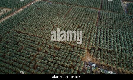 Luftbild mit einer Drohne von einer Palme Plantage am Ufer des Toten Meeres, Israel Stockfoto
