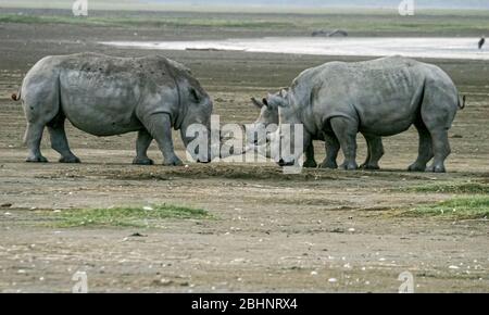 Breitmaulnashorn (Ceratotherium Simum) Mutter und Kalb, Nakuru-Nationalpark, Kenia. Stockfoto