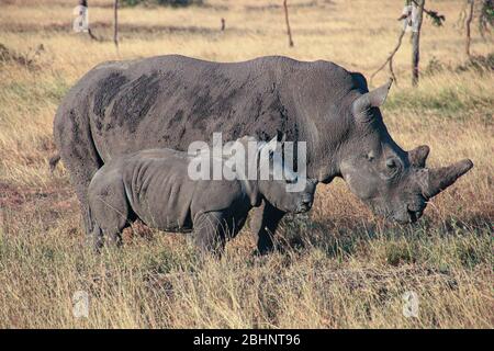 Breitmaulnashorn (Ceratotherium Simum) Mutter und Kalb, Nakuru-Nationalpark, Kenia. Stockfoto