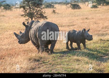 Breitmaulnashorn (Ceratotherium Simum) Mutter und Kalb, Nakuru-Nationalpark, Kenia. Stockfoto