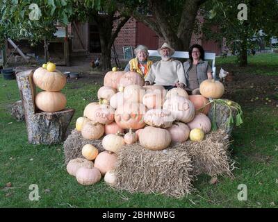 Kürbisernte auf über 1, Barum, Deutschland. Stockfoto