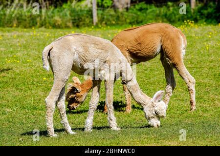 Zwei junge Lamas nach dem Furcut grasen auf dem Gras, Riehen, Kanton Basel, Schweiz. Stockfoto