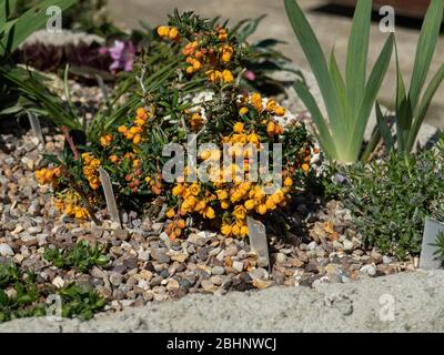 Der Zwergstrauch Berberis x stenophylla 'Corallina Compacta wächst in der Ecke eines Troggggggartens Stockfoto