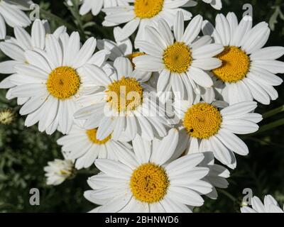Nahaufnahme einer Gruppe von weißen Gänseblümchen von Anthemis punctata subsp. Cupaniana Stockfoto