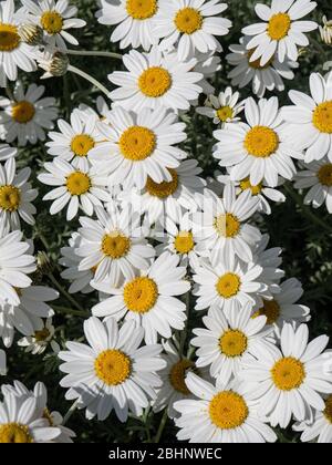 Eine Gruppe der weißen Gänseblümchen von Anthemis punctata subsp. Cupaniana Stockfoto