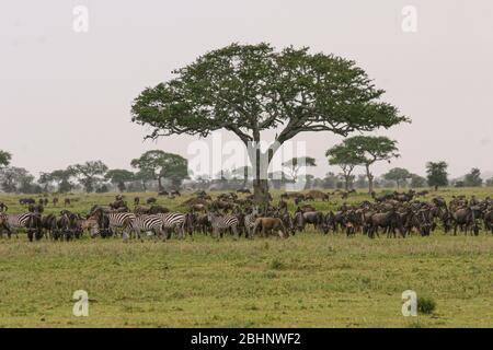Jährliche Migration von über einer Million Weißbärtigen (oder eingefleischten) Gnus und 200,000 Zebras im Serengeti Nationalpark, Tansania, Stockfoto