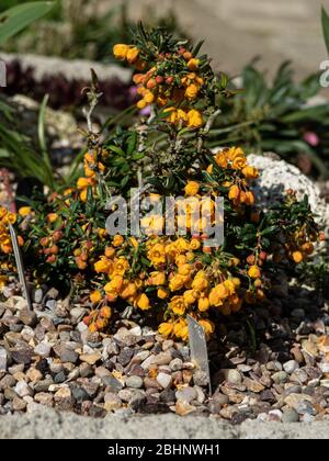 Der Zwergstrauch Berberis x stenophylla 'Corallina Compacta wächst in der Ecke eines Troggggggartens Stockfoto