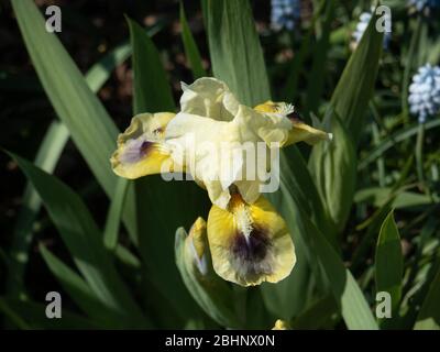 Eine Nahaufnahme einer blassgelben Blume der Zwergbärtigen Iris helle Augen Stockfoto