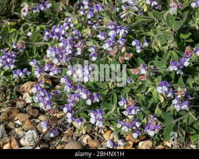 Eine Pflanze des Lavendels und weißen Lathyrus laxiflorus, die sich über eine Schotterfläche ausbreitet Stockfoto