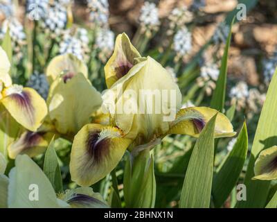 Eine Nahaufnahme einer blassgelben Blume der Zwergbärtigen Iris helle Augen Stockfoto