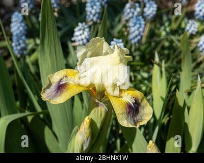 Eine Nahaufnahme einer blassgelben Blume der Zwergbärtigen Iris helle Augen Stockfoto