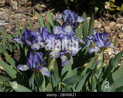 Eine Pflanze der Zwergbärtigen Iris Scribe, die die zarten blauen und weißen Blüten zeigt Stockfoto