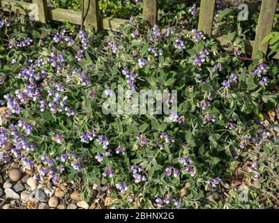 Eine Pflanze des Lavendels und weißen Lathyrus laxiflorus, die sich über eine Schotterfläche ausbreitet Stockfoto