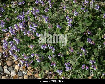 Eine Pflanze des Lavendels und weißen Lathyrus laxiflorus, die sich über eine Schotterfläche ausbreitet Stockfoto