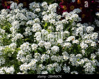 Ein Klumpen des Weißen Vergiss mich nicht Myosotis alpestris Weiß mit Blumen fast das Laub bedeckt Stockfoto