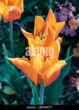 Eine kleine Gruppe von leuchtend orangen Blüten der Tulpenballerina Stockfoto