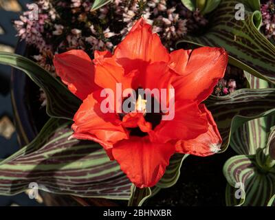 Eine Nahaufnahme einer einzelnen halbdoppelten Blume des Rotkäppchens Stockfoto