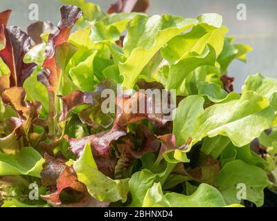 Eine Nahaufnahme eines Topfes von jungen schneiden und kommen wieder Salat Blätter Stockfoto