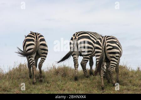 Afrika, Tansania, Serengeti Nationalpark Herde von Zebras, gesehen von hinter Zebras Rücken mit gestreiften Mustern, die auf einer grasbewachsenen afrikanischen Savanne grasen Stockfoto