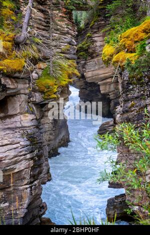 Athabasca fällt in Jasper National Park, Rocky Mountains, Alberta, Kanada Stockfoto