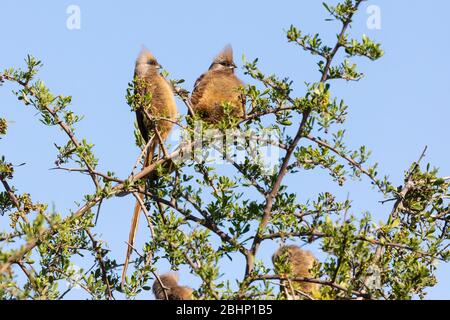 Zwei gesprenkelte Mousebirds (Colius striatus), die bei Sonnenaufgang auf dem Busch thront, Addo Elephant National Park, Eastern Cape, Südafrika Stockfoto