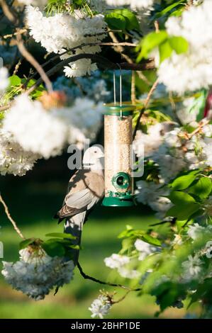 Halsbandtaube, Streptopelia decaocto, Fütterung von Saatgut Futterhäuschen in einem blühenden Kirschbaum, Prunus japonica. Stockfoto