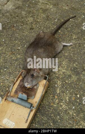 Eine tote braune Ratte rattus norvegicus in einer Rattenfalle gefangen. Stockfoto