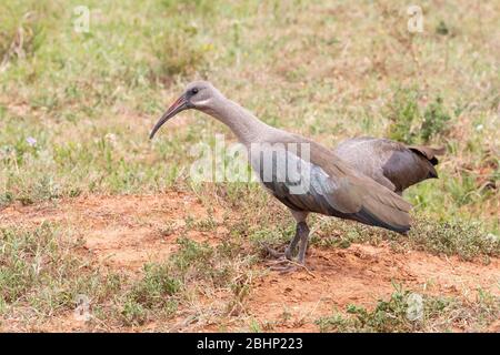 Hadeda / Hadada Ibis (Bostrychia hagedash) , Ostkap , Südafrika auf der Nahrungssuche in der Graslandsavanah Stockfoto