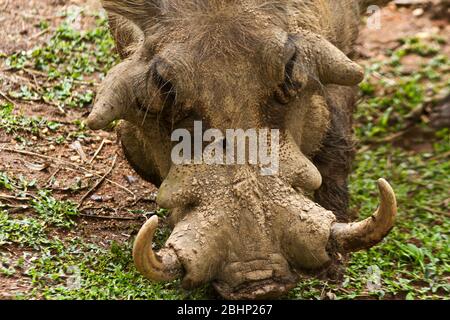 Ein reifer Warzenrüde hat große Stoßzähne und ausgeprägte Gesichtswarzen, um seine Dominanz gegenüber Weibchen in seinem Heimatbereich sowie ein leicht zu messende Zeichen zu zeigen Stockfoto