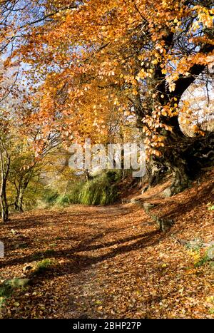 Taff Trail, Quakers Yard in der Nähe von Merthyr Tydfil, South Wales Valleys. Stockfoto