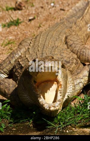 Ein großes Nilkrokodil sonnt sich am Flussufer in der Sonne. Seine Physiologie hat sich entwickelt, dass es Sonnenenergie effizienter als andere re absorbieren kann Stockfoto