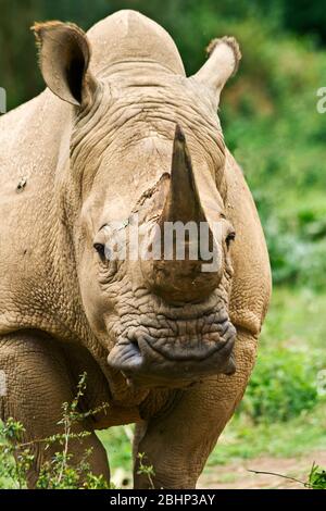 Ein seltenes Weißes Rhino ist Teil eines Zuchtprogramms in Uganda, in dem Tiere, die aus Südafrika gespendet wurden, geschützt werden Stockfoto