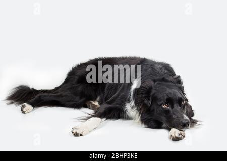 In voller Länge Porträt eines traurigen und nachdenklichen reinrassigen Border Collie Hund legte sich. Niedliche freundliche Haustier suchen mit intelligenten Augen. Gelangweilter und verärgerter Welpe Stockfoto