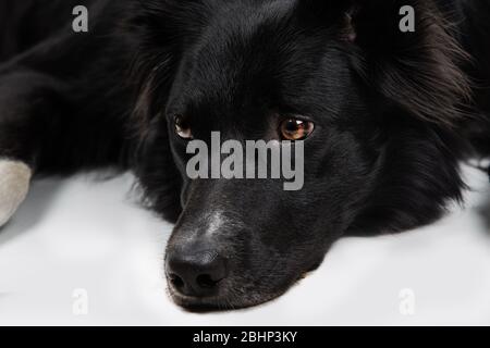 In voller Länge Porträt einer traurige und nachdenkliche reinrassigen Border Collie Hund schaut nachdenklich. Nette freundliche Haustier suchen mit intelligenten Augen. Gelangweilt und USV Stockfoto