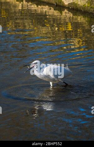 Ein kleiner Egret Egretta garzetta, der im flachen Wasser füttert. Stockfoto