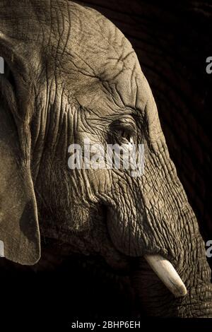 Detaillierte Seitenansicht des Kopfes eines afrikanischen Elefantenbabys (Loxodonta africana), isoliert vor schwarzem Hintergrund. Stockfoto