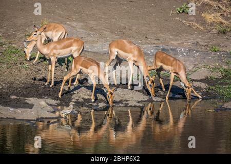 Kleine Gruppe von Eingeweiden, die in Wasserloch mit Reflexion im Kruger Nationalpark, Südafrika trinken; specie Aepyceros melampus Familie von Bovida Stockfoto