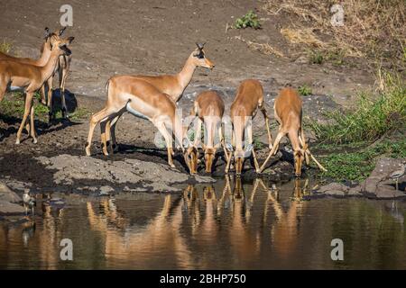 Kleine Gruppe von Eingeweiden, die in Wasserloch mit Reflexion im Kruger Nationalpark, Südafrika trinken; specie Aepyceros melampus Familie von Bovida Stockfoto