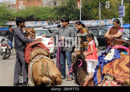 Nathdwara, Rajasthan, Indien, Asien - 23. Januar 2014 - Kamele warten auf Touristen, eine Touristenattraktion besonders interessant für Kinder Stockfoto