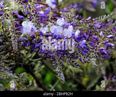 Ein Blick auf eine Wisteria, Wisteria sinensis, die im späten Frühjahr in einem englischen Garten blüht. Stockfoto