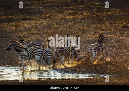 Gruppe o f Plains Zebras laufen weg in Wasserloch bei Sonnenaufgang im Kruger Nationalpark, Südafrika ; specie Equus quagga burchellii Familie von Equidae Stockfoto