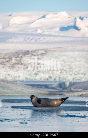 Jökulsárlón Gletschersee, Island Stockfoto