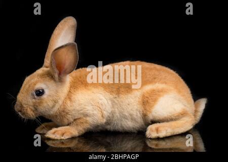 Niedliche rot orange braun rex Kaninchen auf schwarzem Hintergrund isoliert Stockfoto