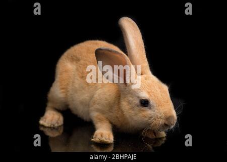 Niedliche rot orange braun rex Kaninchen auf schwarzem Hintergrund isoliert Stockfoto
