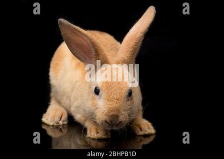 Niedliche rot orange braun rex Kaninchen auf schwarzem Hintergrund isoliert Stockfoto